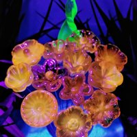 UV Reactive Yellow/Amber mini tiny small glass flowers on 5" wire, handcrafted lampwork, glows in uv light,colors vary due to glass density
