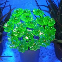 Uranium Glass 4 leaf Clover Shamrock, Luck of the Irish, green sprinkle frit; lampwork plant pick on 5in wire. Bouquet, Irish gift, 395nm