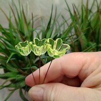 NEW!  Variety Set of 12+16+20mm Uranium Glass Flowers,  on 5in wire. Use in floral bouquet, plant pick, jewelry, gifts; bright glow 395nm