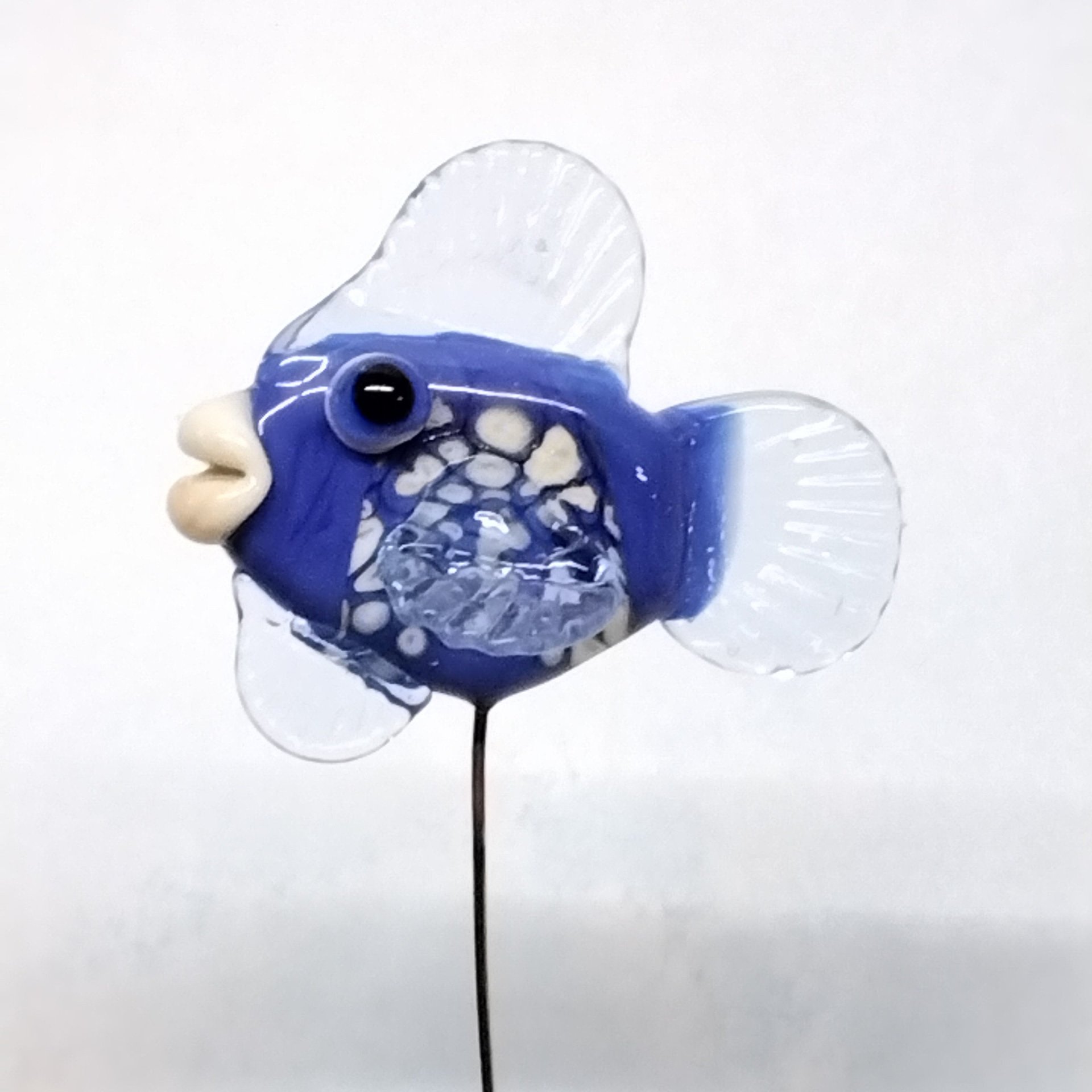 Cutest blue fish for Kim
