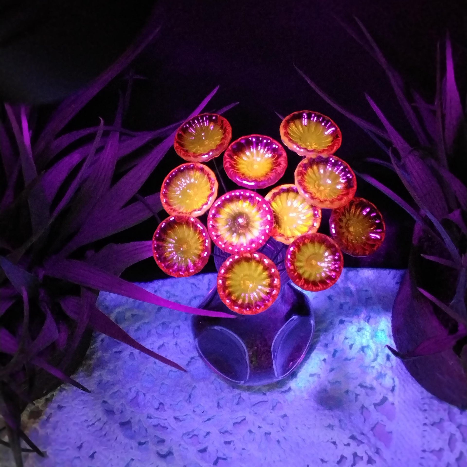 FIRE UV Reactive translucent ~glass flower miniature tiny small glass flowers on wire headpins; individually crafted lampwork; amber/red UV