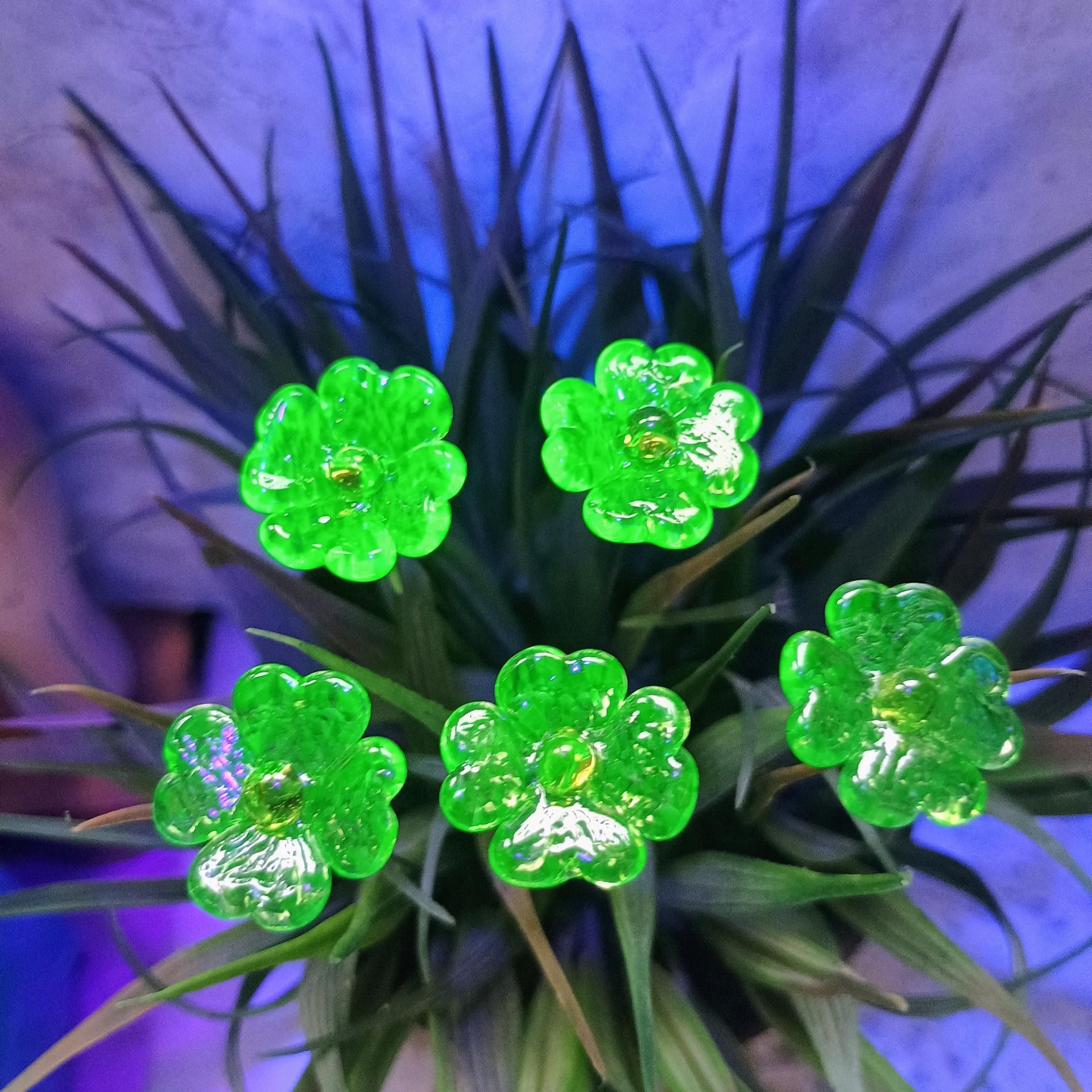Uranium Glass 4 leaf Clover Shamrock, Luck of the Irish, green sprinkle frit; lampwork plant pick on 5in wire. Bouquet, Irish gift, 395nm