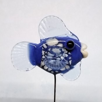 Cutest blue fish for Kim