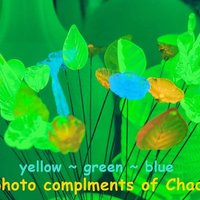 UV Reactive Yellow/Amber mini tiny small glass flowers on 5" wire, handcrafted lampwork, glows in uv light,colors vary due to glass density